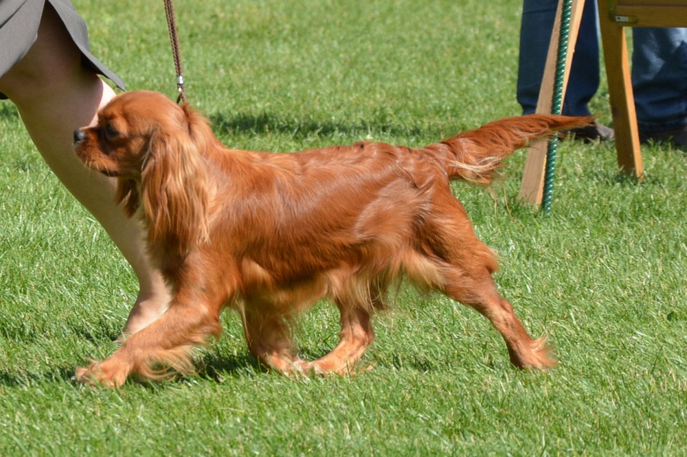 ZŁOTA ARIELKA Canis Satelles