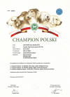 Champion Polski UNA FIORE Canis Satelles