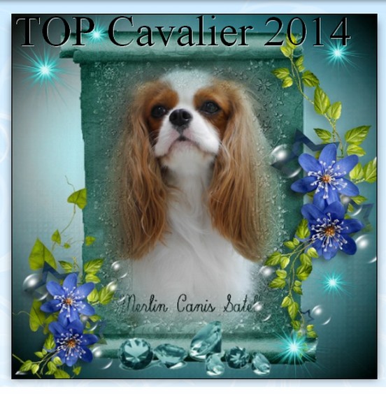 Merlin Canis Satelles TOP Cavalier 2014