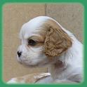 prince1