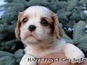 prince12