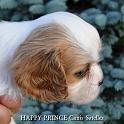 prince15