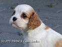 prince18